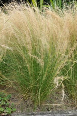 Mexican feather grass Stipa tenuissima 'Ponytails' pot Stipa tenuissima 'Ponytails'