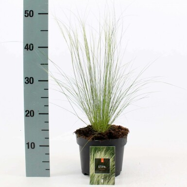 Mexican feather grass Stipa tenuissima 'Ponytails' pot Stipa tenuissima 'Ponytails'