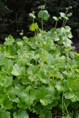 Fringe cups Tellima grandiflora pot Tellima grandiflora