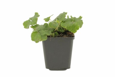 Fringe cups Tellima grandiflora pot Tellima grandiflora