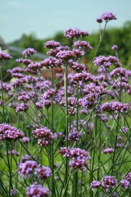 Purple top Verbena bonariensis pot Verbena bonariensis