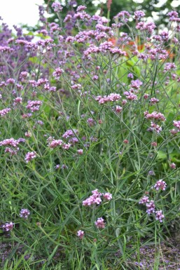 Purple top Verbena bonariensis 'Lollipop' pot Verbena bonariensis 'Lollipop'