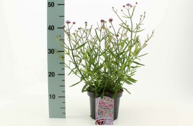 Purple top Verbena bonariensis 'Lollipop' pot Verbena bonariensis 'Lollipop'