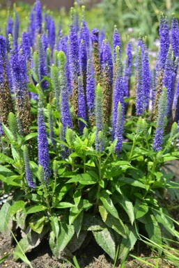 Spiked speedwell Veronica spicata 'Ulster Blue Dwarf' pot Veronica spicata 'Ulster Blue Dwarf'