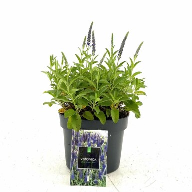 Spiked speedwell Veronica spicata 'Ulster Blue Dwarf' pot Veronica spicata 'Ulster Blue Dwarf'