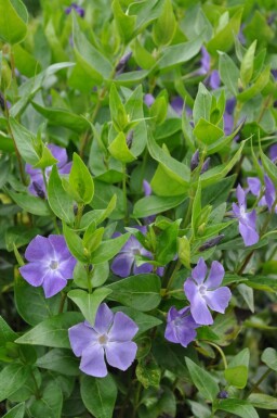 Greater periwinkle Vinca major pot Vinca major