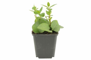 Greater periwinkle Vinca major pot Vinca major