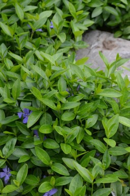 Lesser periwinkle Vinca minor pot Vinca minor