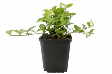 Lesser periwinkle Vinca minor pot Vinca minor