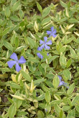 Lesser periwinkle Vinca minor 'Argenteovariegata' pot Vinca minor 'Argenteovariegata'