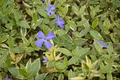 Lesser periwinkle Vinca minor 'Argenteovariegata' pot Vinca minor 'Argenteovariegata'