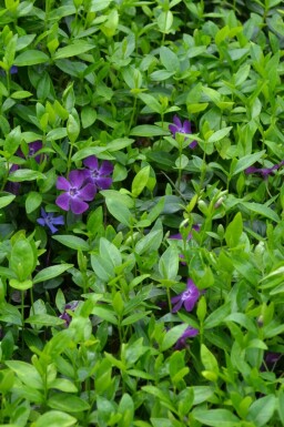 Dark purple-flowered periwinkle Vinca minor 'Atropurpurea' pot Vinca minor 'Atropurpurea'