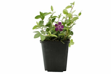 Dark purple-flowered periwinkle Vinca minor 'Atropurpurea' pot Vinca minor 'Atropurpurea'