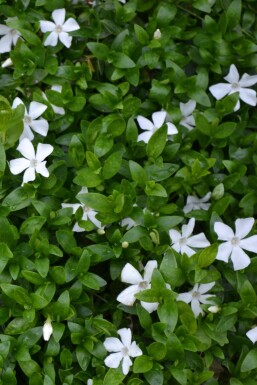 Lesser periwinkle Vinca minor 'Gertrude Jekyll' pot Vinca minor 'Gertrude Jekyll'