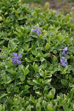 Lesser periwinkle Vinca minor 'Ralph Shugert' pot Vinca minor 'Ralph Shugert'