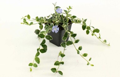 Lesser periwinkle Vinca minor 'Ralph Shugert' pot Vinca minor 'Ralph Shugert'