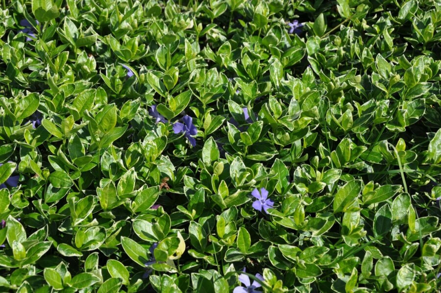 Lesser periwinkle Vinca minor 'Ralph Shugert' 5-10 pot P9 Vinca minor 'Ralph Shugert'