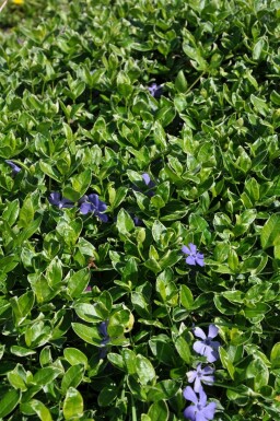 Lesser periwinkle Vinca minor 'Ralph Shugert' 5-10 pot P9 Vinca minor 'Ralph Shugert'