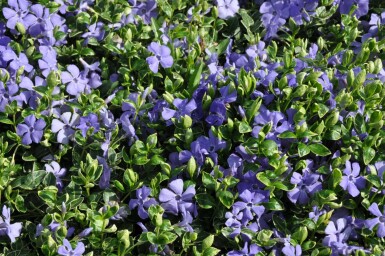 Lesser periwinkle Vinca minor 'Ralph Shugert' 5-10 pot P9 Vinca minor 'Ralph Shugert'