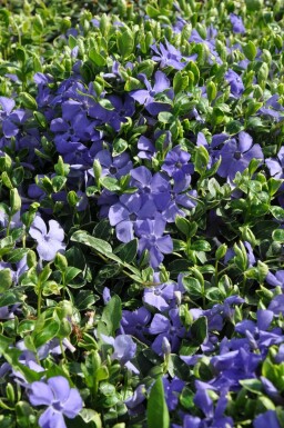 Lesser periwinkle Vinca minor 'Ralph Shugert' 5-10 pot P9 Vinca minor 'Ralph Shugert'