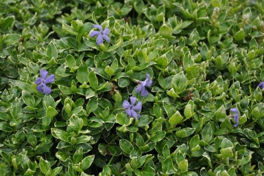Lesser periwinkle Vinca minor 'Ralph Shugert' 5-10 pot P9 Vinca minor 'Ralph Shugert'