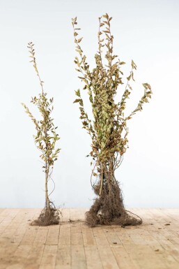 Common hornbeam Carpinus betulus hedge 100-125 bare root Carpinus betulus 100-125 cm