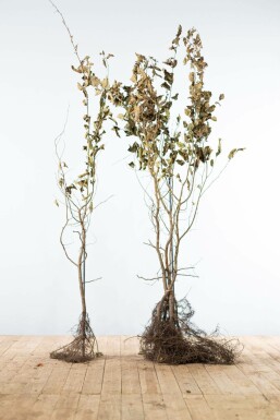 Common hornbeam Carpinus betulus hedge 125-150 bare root Carpinus betulus 125-150 cm
