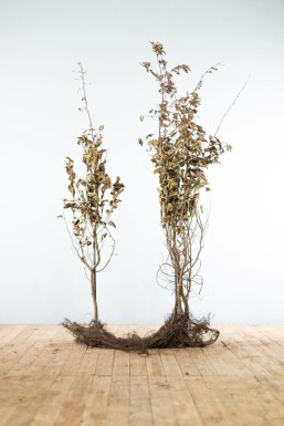 Common hornbeam Carpinus betulus hedge 175-200 bare root Carpinus betulus 175-200 cm