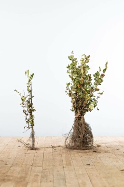 Common hornbeam Carpinus betulus hedge 40-60 bare root Carpinus betulus 40-60 cm