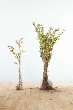 Common hornbeam Carpinus betulus hedge 60-80 bare root Carpinus betulus 60-80 cm
