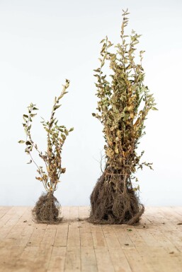 Common hornbeam Carpinus betulus hedge 80-100 bare root Carpinus betulus 80-100 cm