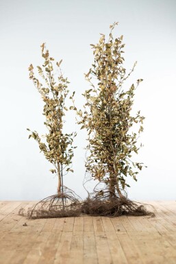 Common beech Fagus sylvatica hedge 125-150 bare root