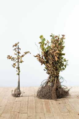 Common beech Fagus sylvatica hedge 40-60 bare root