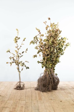 Common beech Fagus sylvatica hedge 80-100 bare root