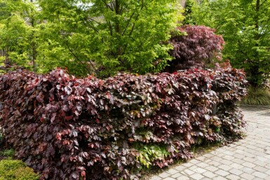 Purple beech Fagus sylvatica 'Atropunicea' hedge 40-60 bare root