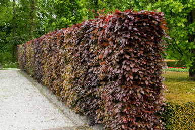 Purple beech Fagus sylvatica 'Atropunicea' hedge 40-60 bare root