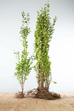 Garden privet Ligustrum ovalifolium hedge 125-150 bare root Ligustrum ovalifolium 125-150 cm