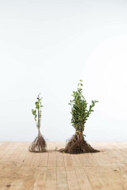 Garden privet Ligustrum ovalifolium hedge 40-60 bare root Ligustrum ovalifolium 40-60 cm