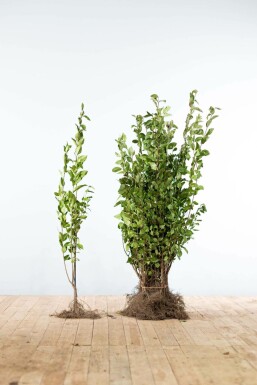 Garden privet Ligustrum ovalifolium hedge 60-80 bare root Ligustrum ovalifolium 60-80 cm