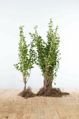 Garden privet Ligustrum ovalifolium hedge 80-100 bare root