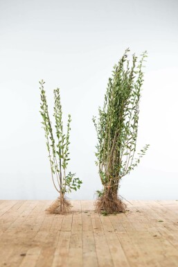 Wild privet Ligustrum vulgare 'Atrovirens' hedge 100-125 bare root Ligustrum vulgare 'Atrovirens' 100-125 cm