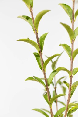 Wild privet Ligustrum vulgare 'Atrovirens' hedge 100-125 bare root