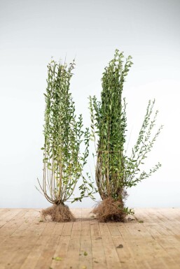 Wild privet Ligustrum vulgare 'Atrovirens' hedge 125-150 bare root Ligustrum vulgare 'Atrovirens' 125-150 cm