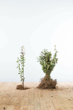 Wild privet Ligustrum vulgare 'Atrovirens' hedge 40-60 bare root Ligustrum vulgare 'Atrovirens' 40-60 cm