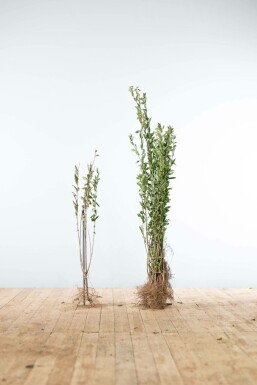 Wild privet Ligustrum vulgare 'Atrovirens' hedge 80-100 bare root Ligustrum vulgare 'Atrovirens' 80-100 cm