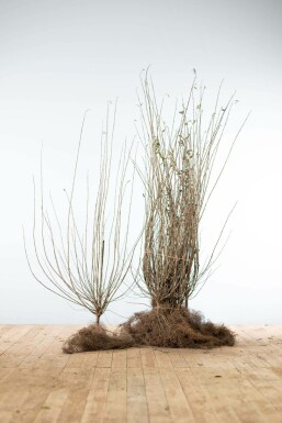 Wild privet Ligustrum vulgare hedge 100-125 bare root Ligustrum vulgare 100-125 cm