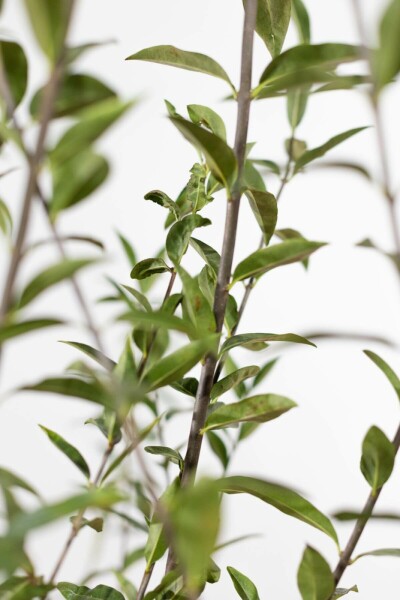 Wild privet Ligustrum vulgare hedge 100-125 bare root Ligustrum vulgare 100-125 cm