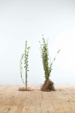 Wild privet Ligustrum vulgare hedge 40-60 bare root Ligustrum vulgare 40-60 cm
