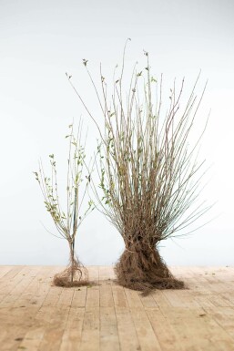 Wild privet Ligustrum vulgare hedge 60-80 bare root Ligustrum vulgare 60-80 cm