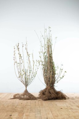 Wild privet Ligustrum vulgare hedge 80-100 bare root Ligustrum vulgare 80-100 cm